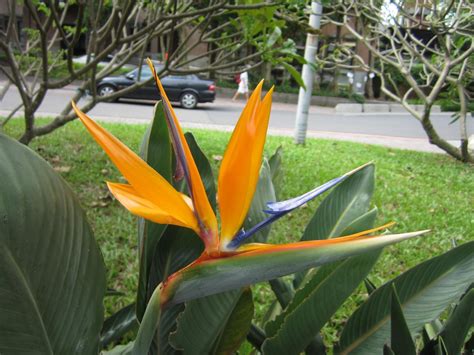 天堂鳥 花|天堂鳥 (護理, 特徵, 花, 圖片, 有毒)